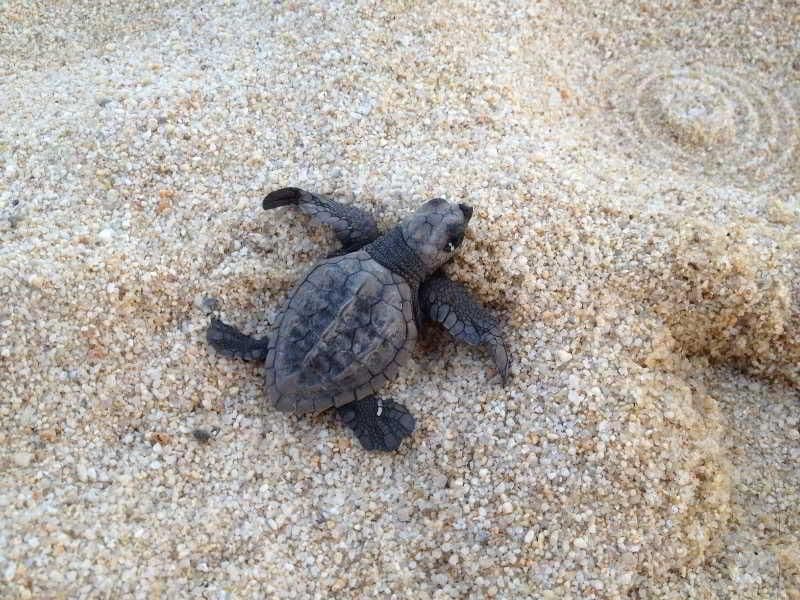 La Isla Huatulco & Beach Club