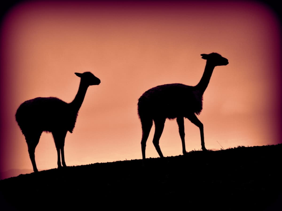 Escapade de 8 jours dans les Andes équatoriennes et sur la côte : Cotopaxi, Quilotoa, Baños, Chimborazo, Ingapirca et Guayaquil, visite privée, guide francophone