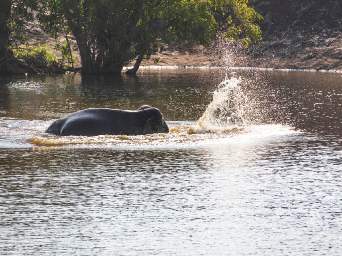 2-Day Galle to Yala Safari Adventure