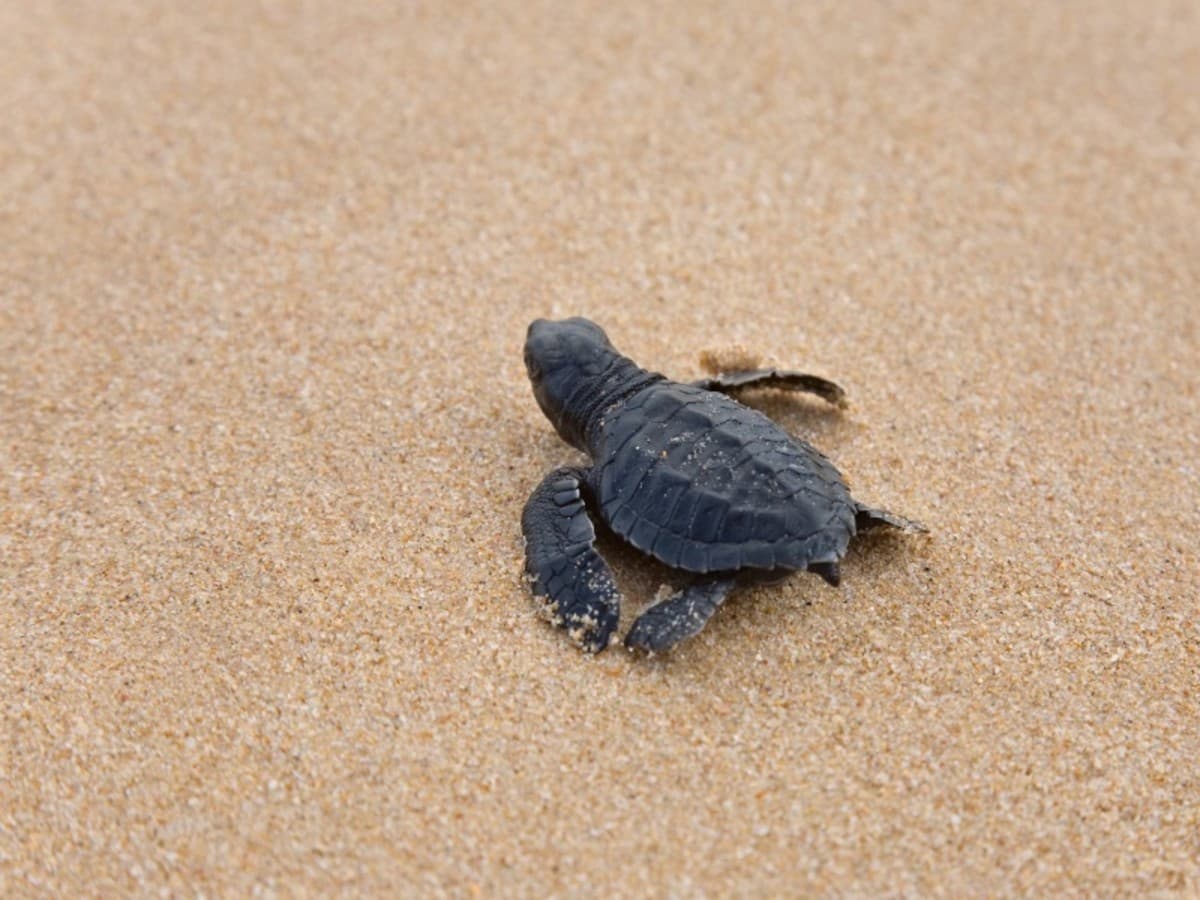 2-Day Galle to Yala Safari Adventure