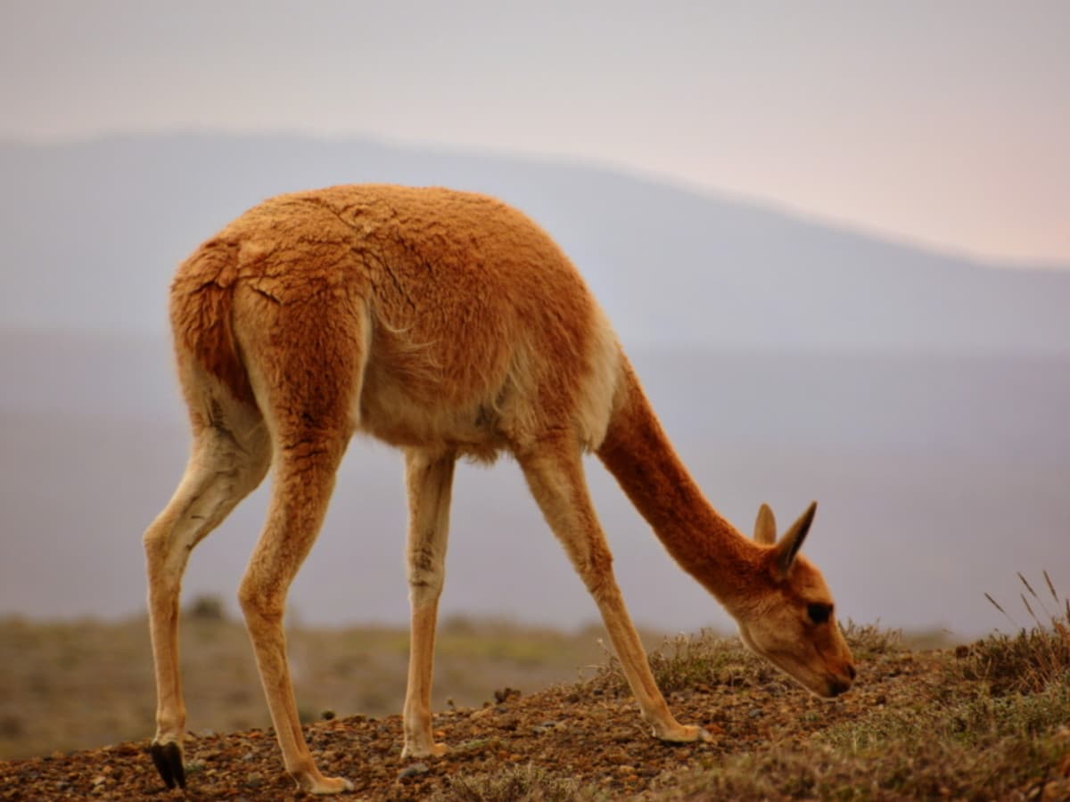 8-Day Ecuadorian Andes & Coastal Escape: Cotopaxi, Quilotoa, Baños, Chimborazo, Ingapirca, Cajas & Guayaquil, Private Tour