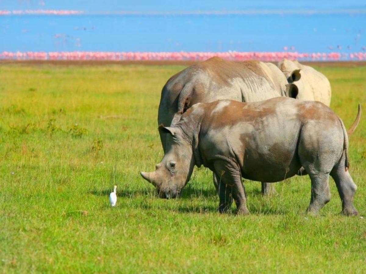 Through the Rift Valley, Serena Lodges - Private Tour