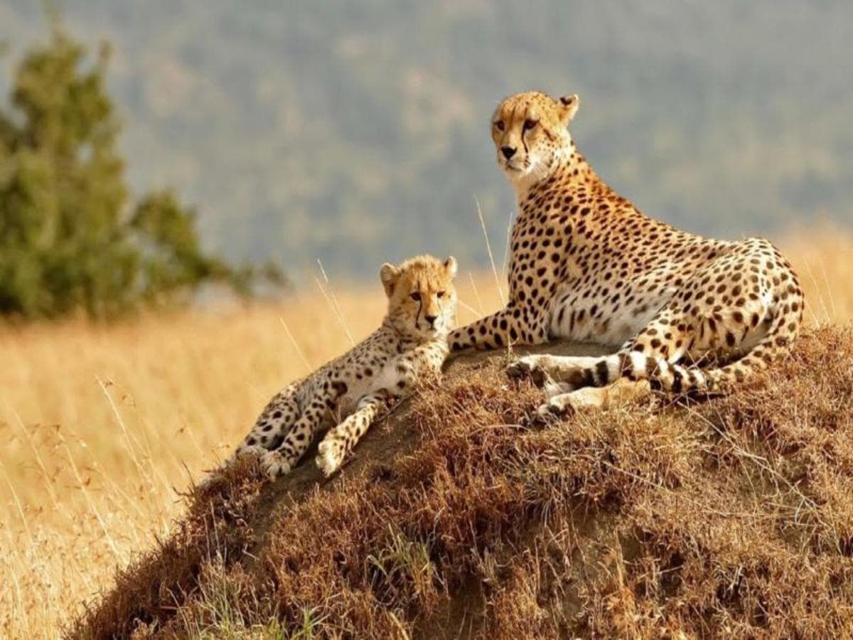Kenya Classic, Sopa Lodges - Private Tour