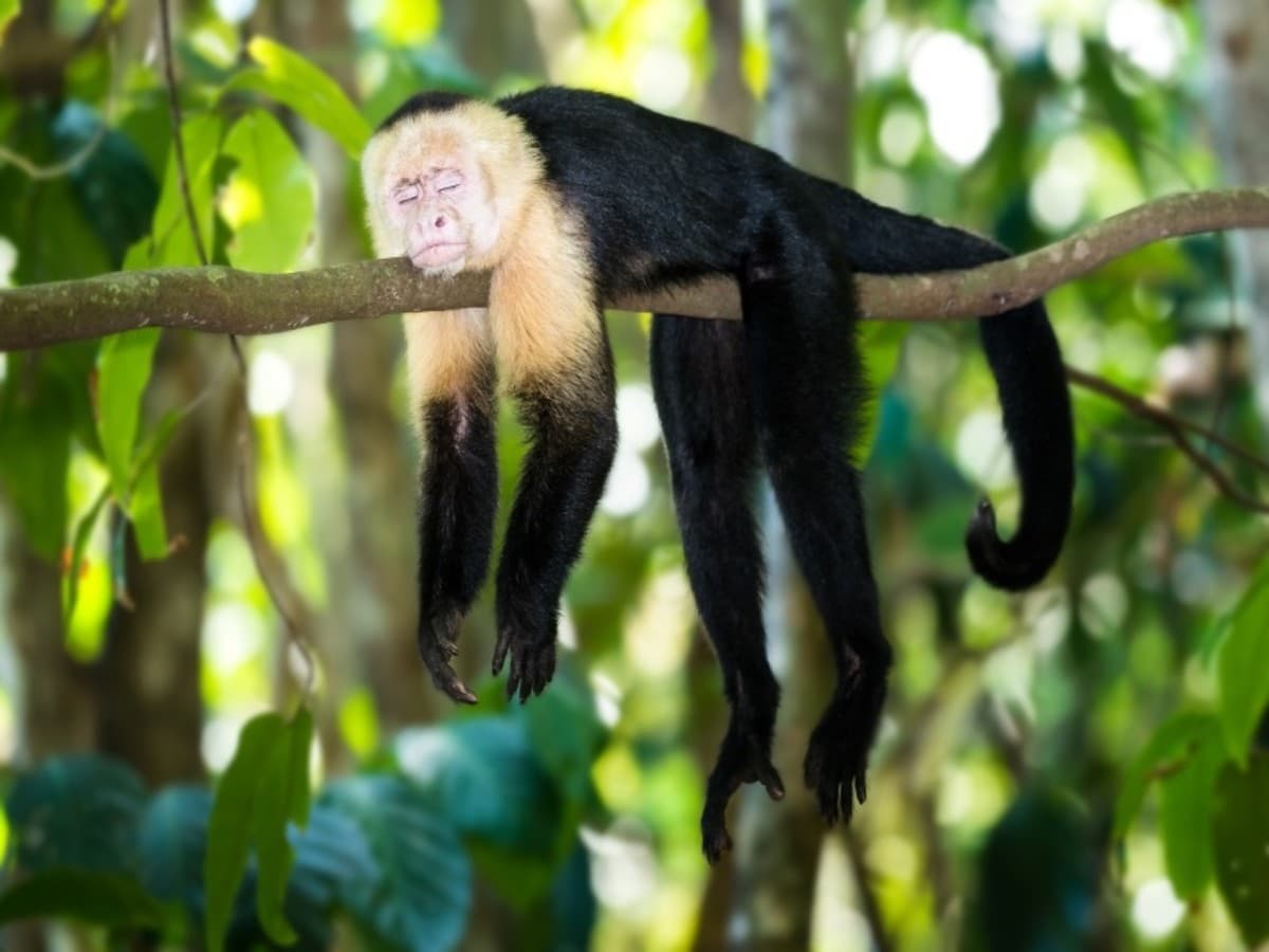 Costa Rica: Merveilles Vivantes