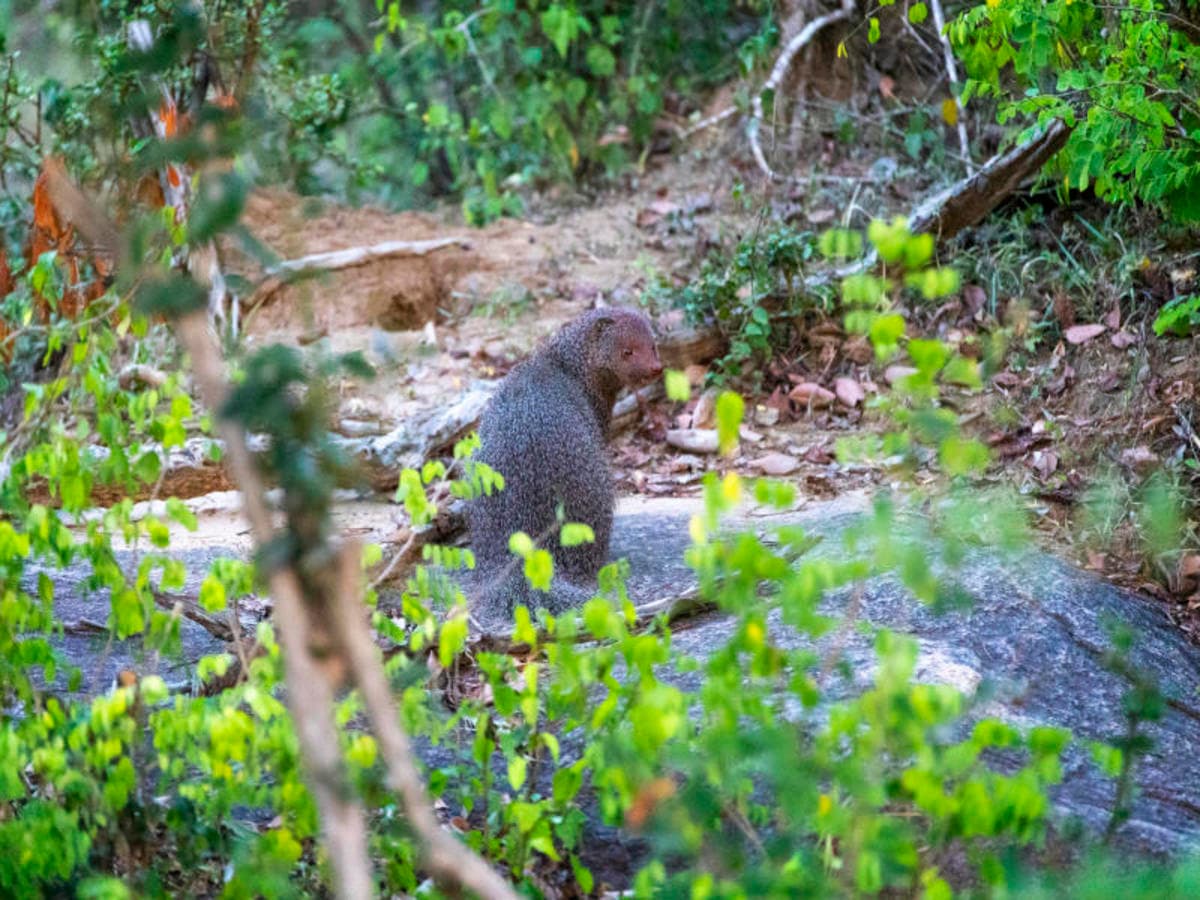 2-Day Galle to Yala Safari Adventure