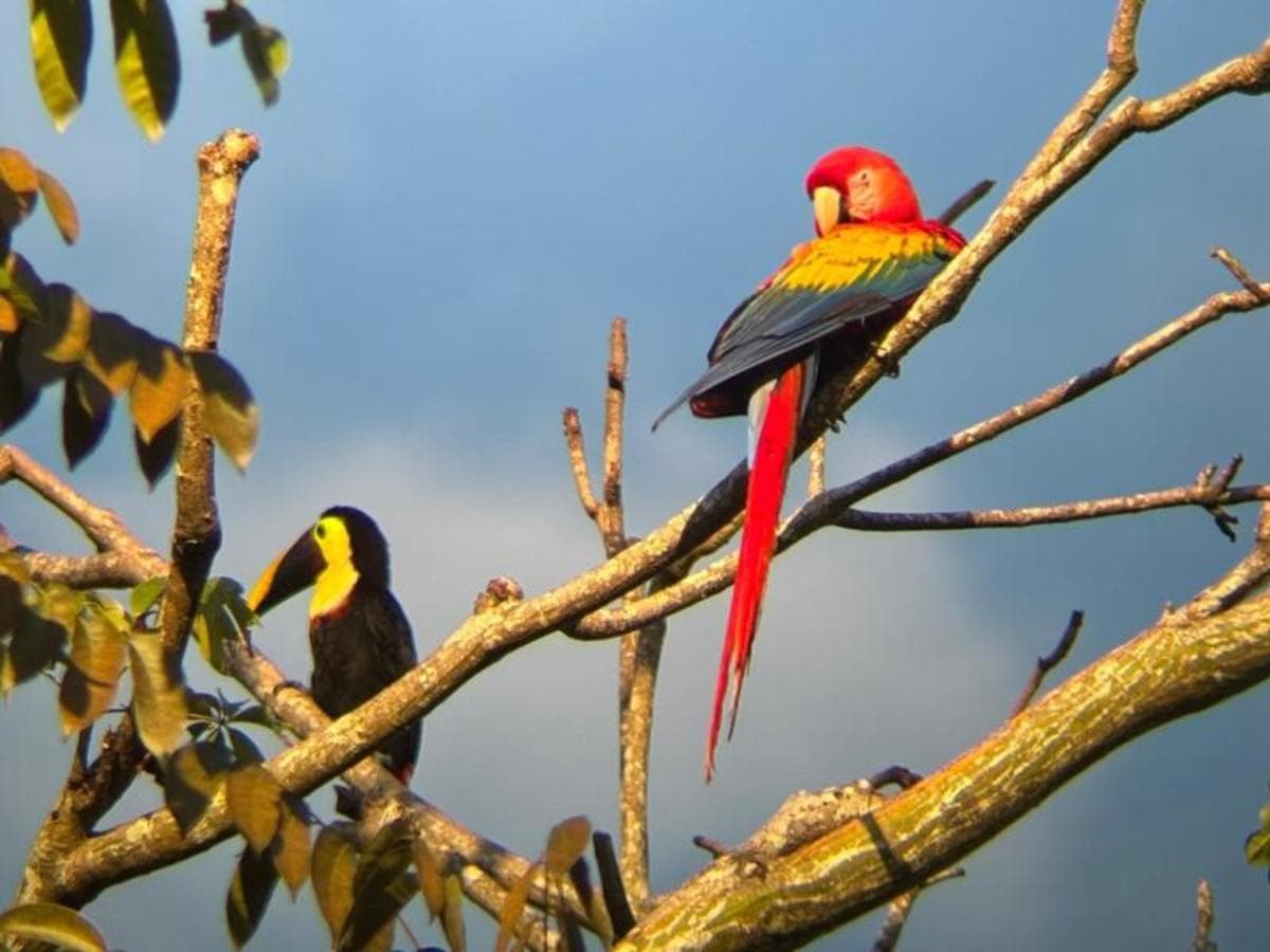 Experiencia de 4 días en la selva tropical de Botanika Osa