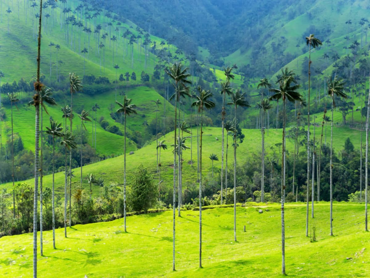 Los colores de Colombia, 12 días: Bogotá, Eje Cafetero, Medellín y Cartagena