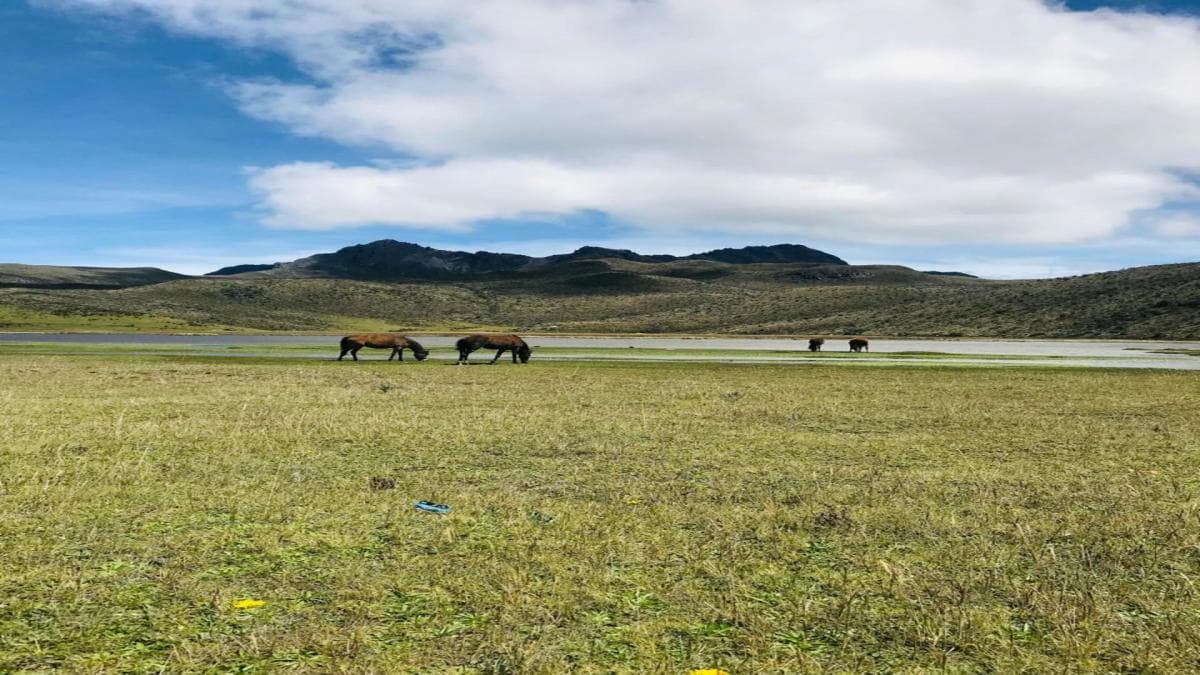 6-Day Highlights of Mainland Ecuador: Quito, Otavalo, Cotopaxi & Mindo Cloud Forest