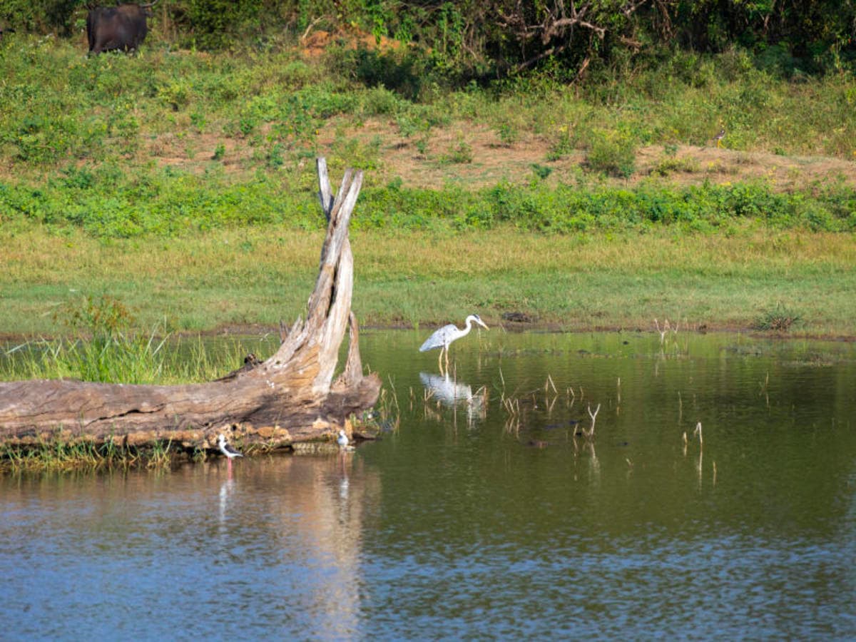 2-Day Galle to Yala Safari Adventure