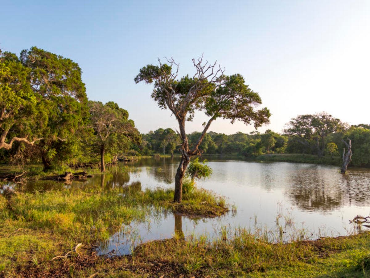 2-Day Galle to Yala Safari Adventure