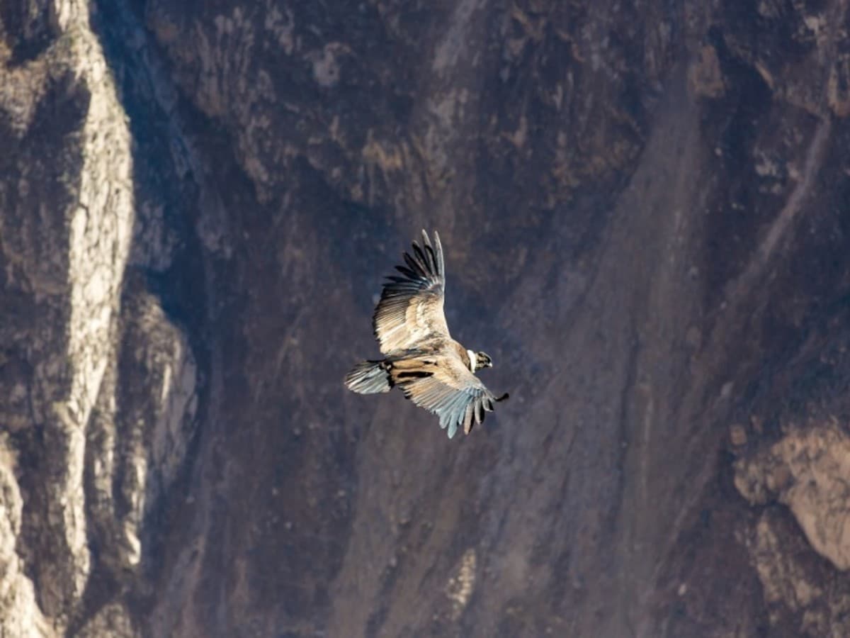 Arequipa et Canyon de Colca, Circuit Privé