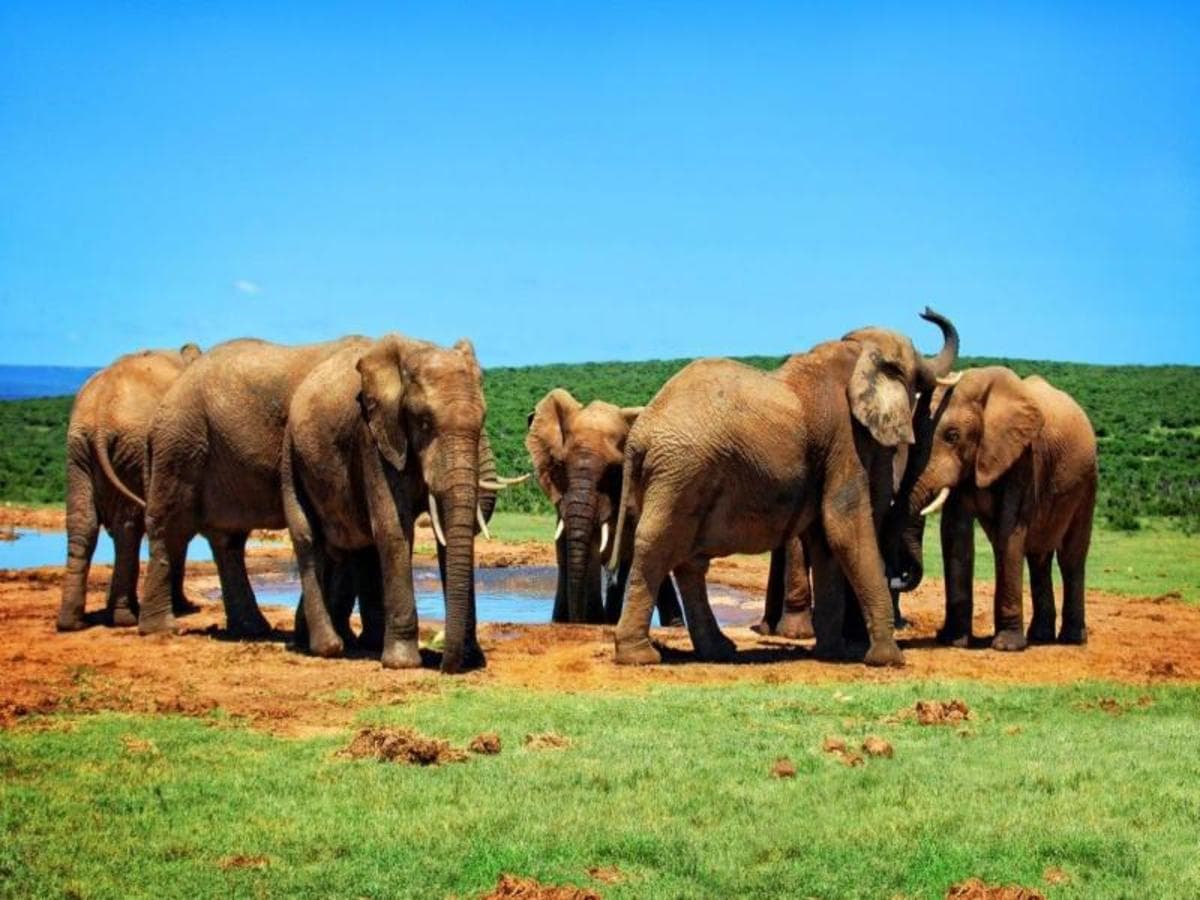 Kenya Classic, Serena Lodges - Private Tour