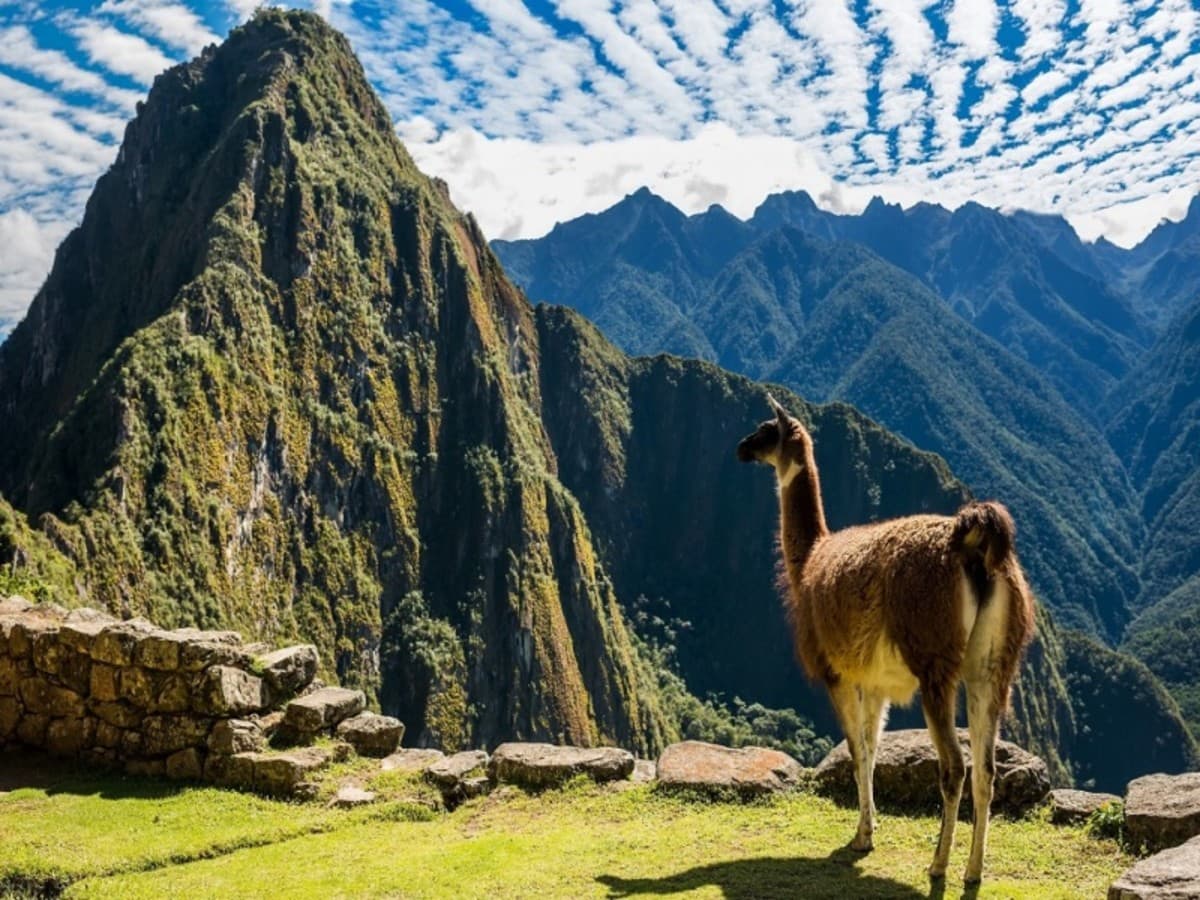 Wonderful Peruvian South