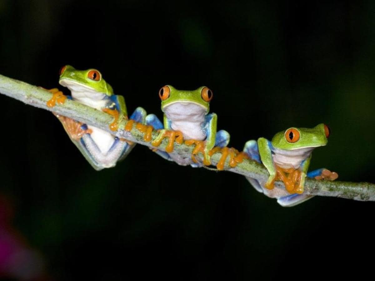 Costa Rica: Terre de Volcans et de Forêts Tropicales