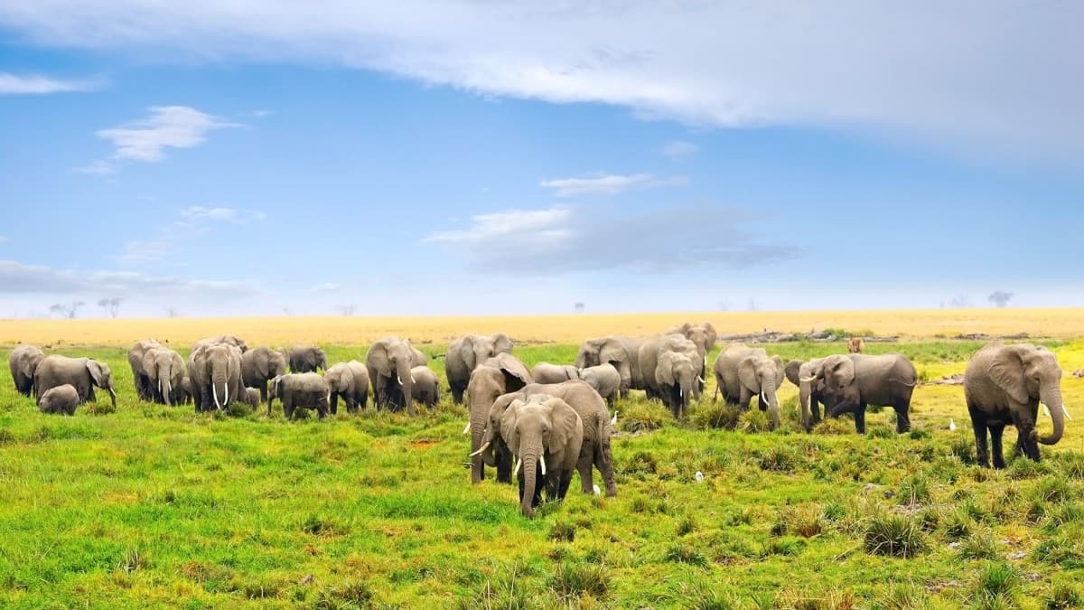 Kenya Classic, Sentrim Lodges - Private Tour