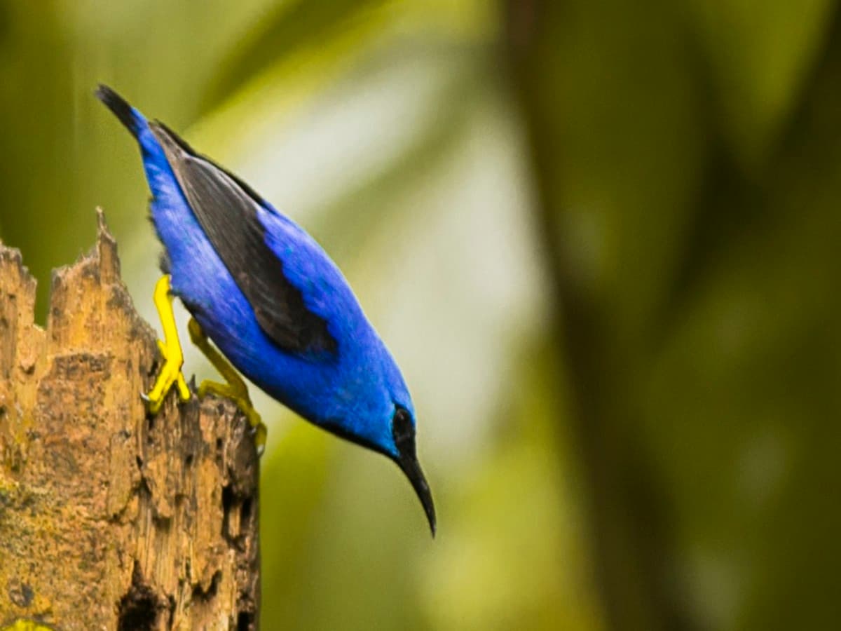4-Day Arenal & Monteverde Essentials