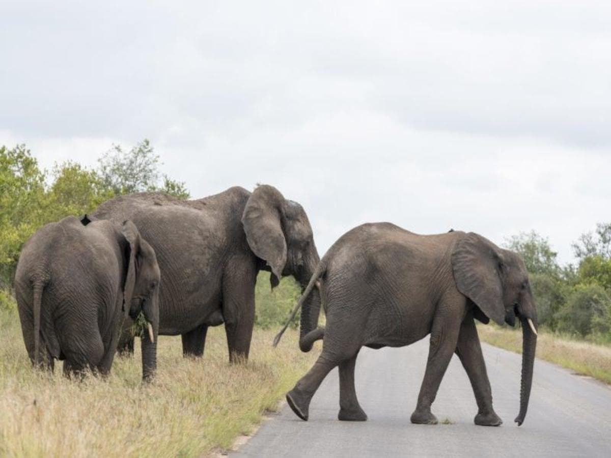 Esperienza safari nel Kruger National Park, Self-drive