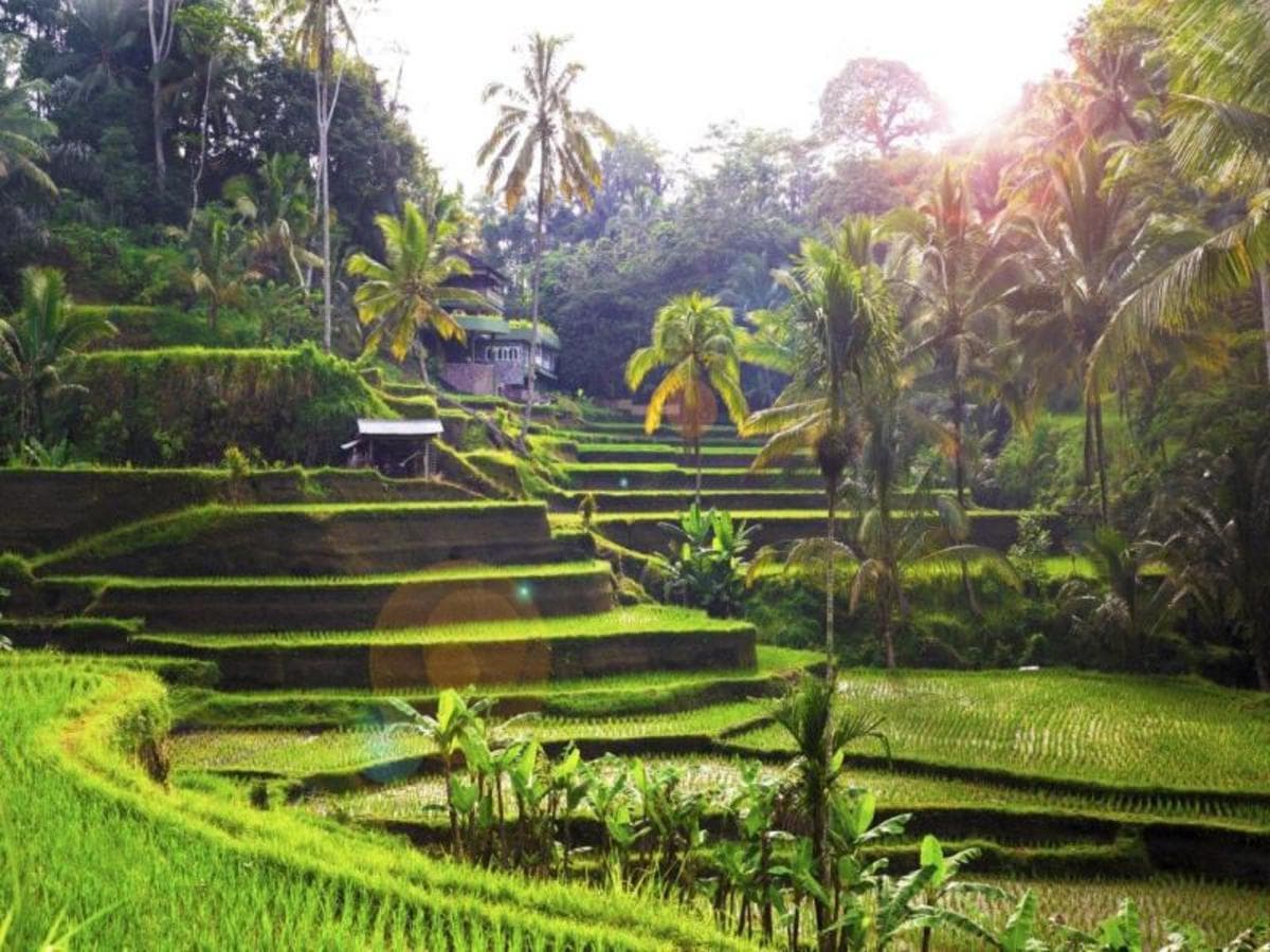 Bali L'île Enchantée