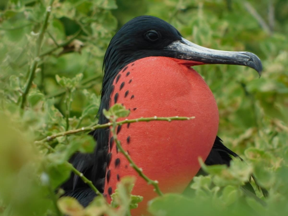 4 jours sur la faune et les merveilles des Galapagos, guide francophone