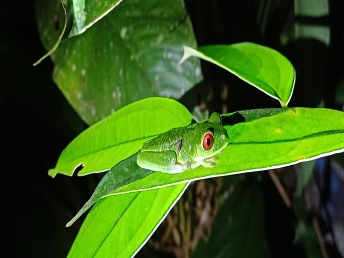 Experiencia de 4 días en la selva tropical de Botanika Osa