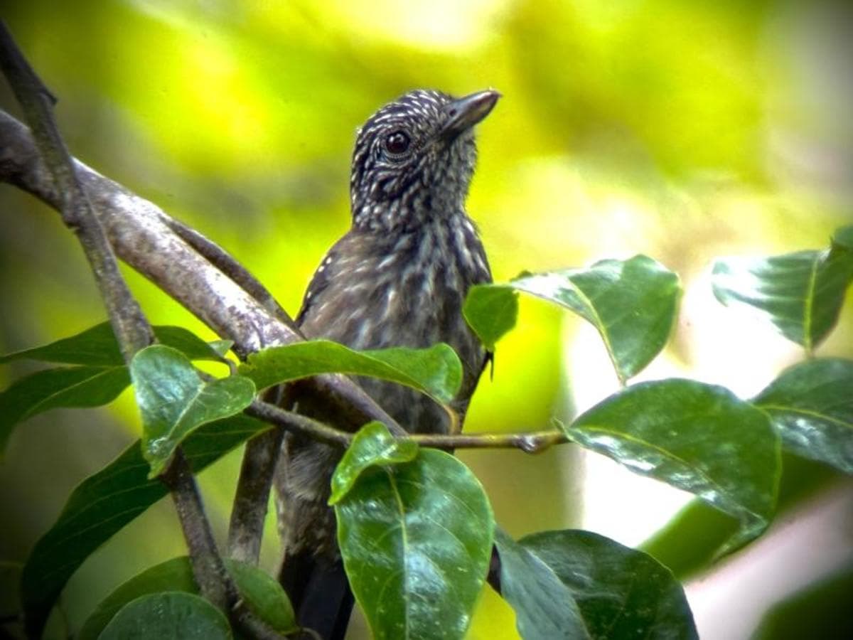 4-Day Botanika Osa Rainforest Experience