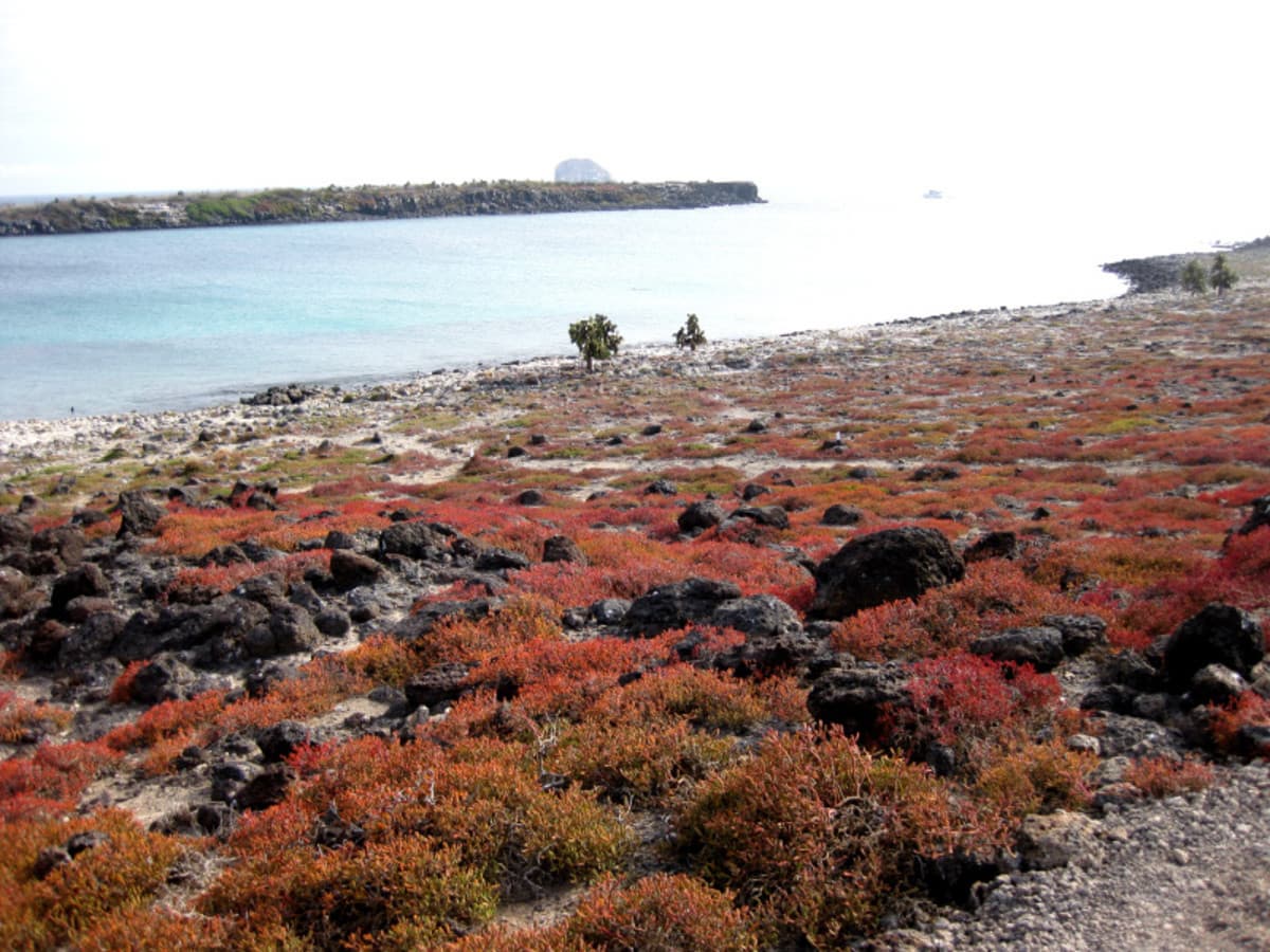 4 jours sur la faune et les merveilles des Galapagos, guide francophone