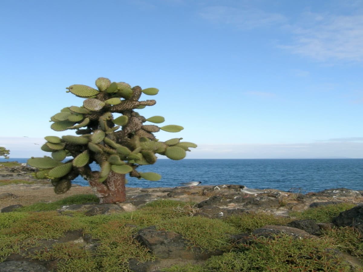 4 jours sur la faune et les merveilles des Galapagos, guide francophone