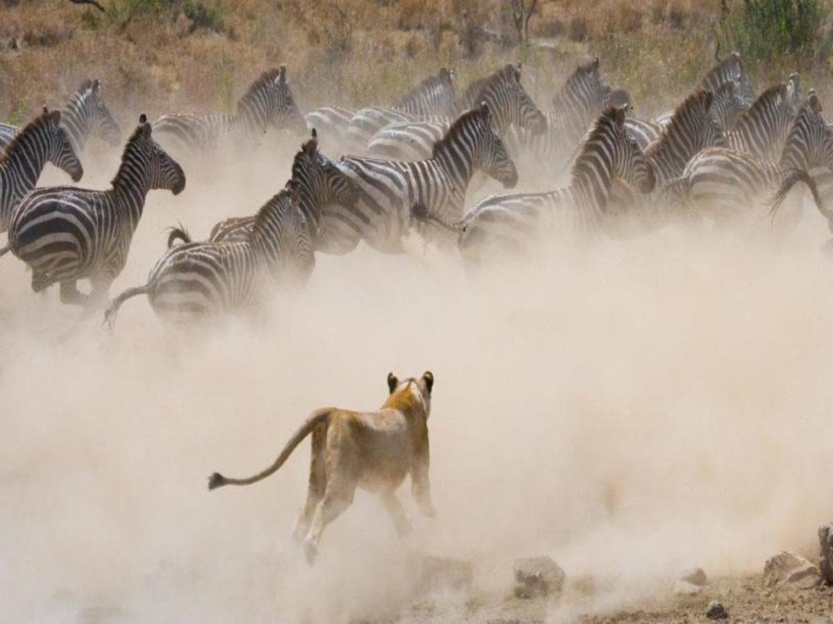 Kenya Classic, Serena Lodges - Private Tour