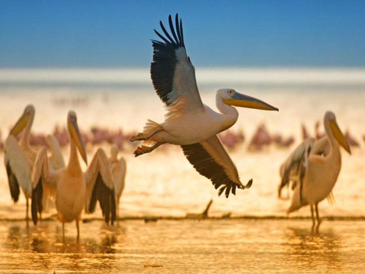 Through the Rift Valley, Serena Lodges - Private Tour