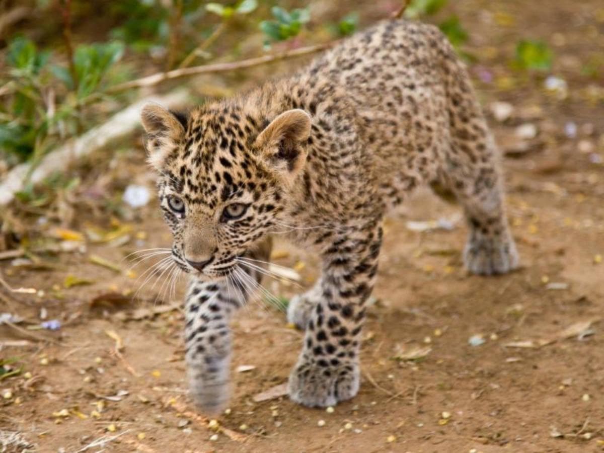 Höhepunkte Nordindiens, Deutschsprachiger Reiseleiter