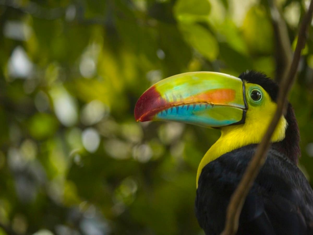 4-Day Arenal & Monteverde Essentials
