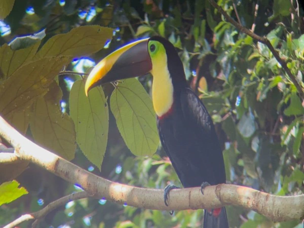 Experiencia de 4 días en la selva tropical de Botanika Osa