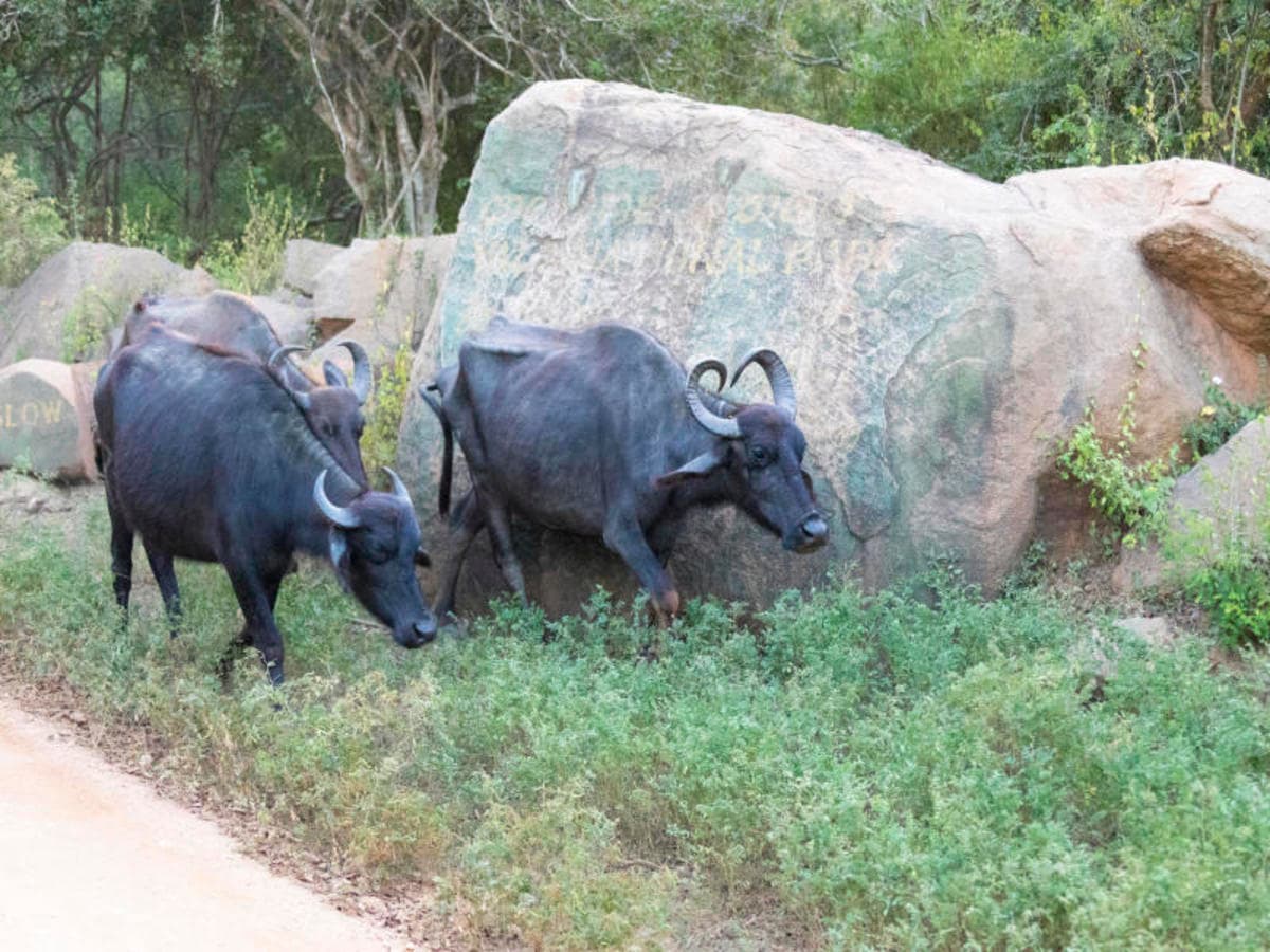 2-Day Galle to Yala Safari Adventure