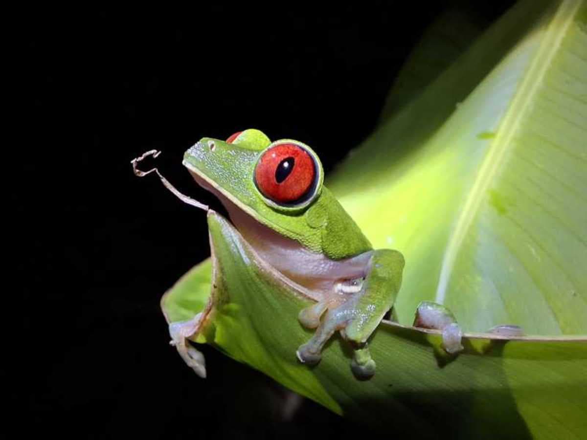 Experiencia de 4 días en la selva tropical de Botanika Osa