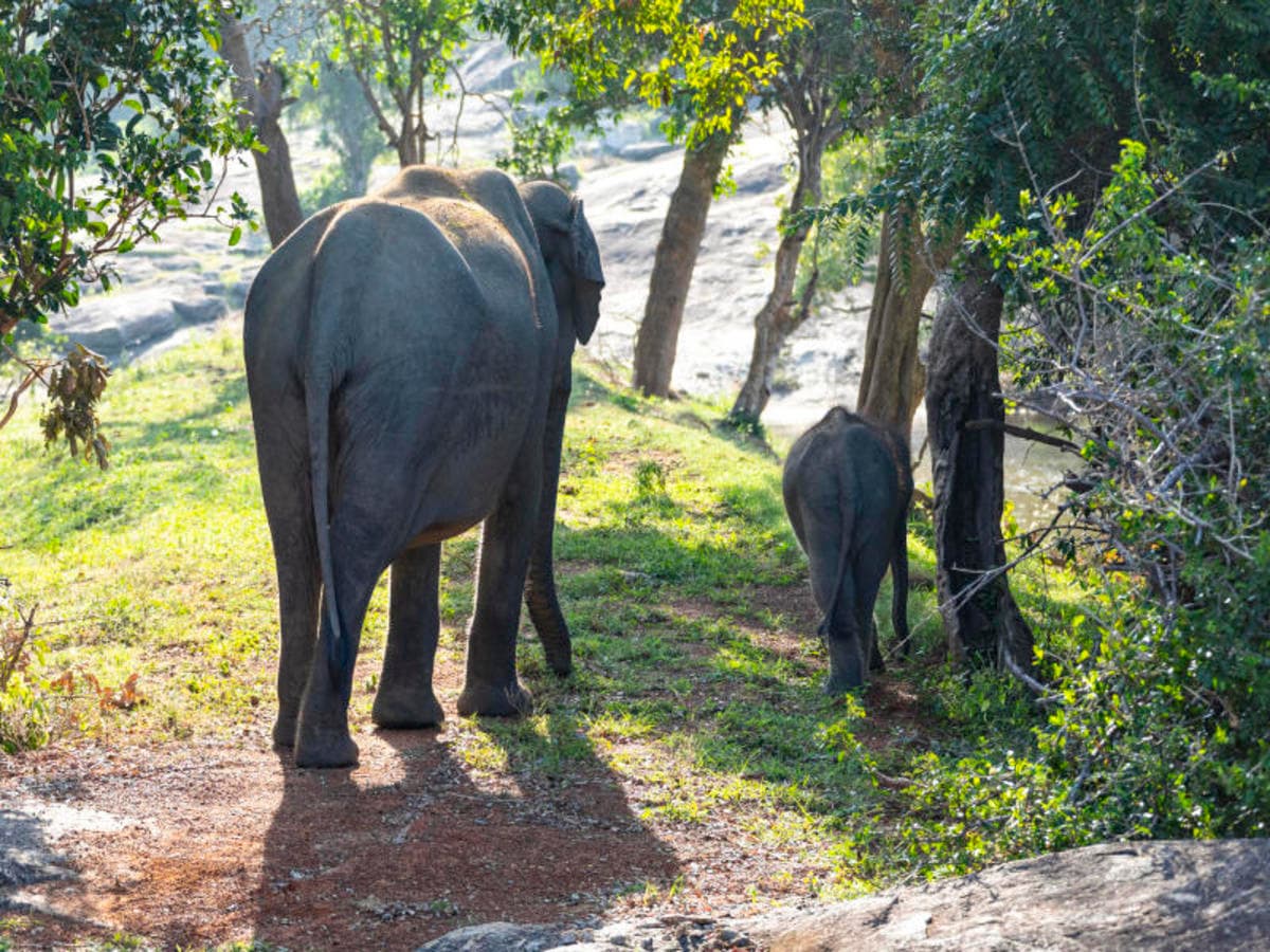 2-Day Galle to Yala Safari Adventure