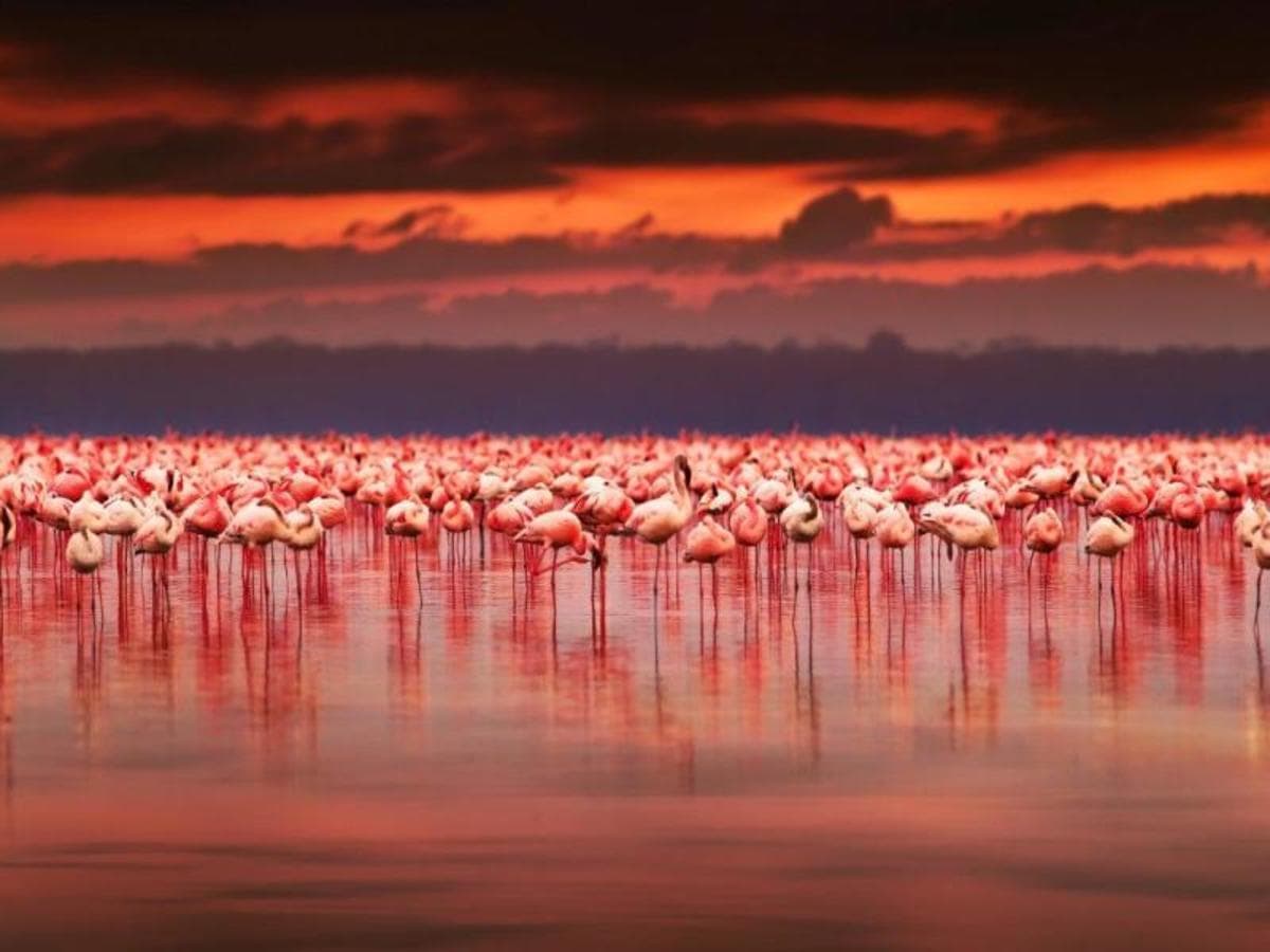 Kenya Classic, Serena Lodges - Private Tour