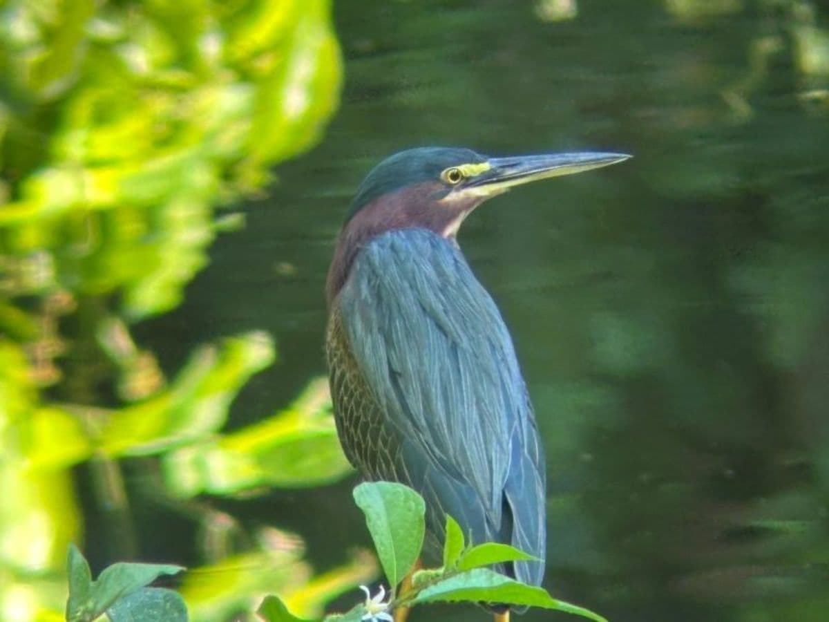Experiencia de 4 días en la selva tropical de Botanika Osa