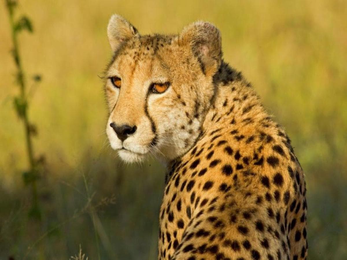 Malerische Kenia-Safari, private Tour