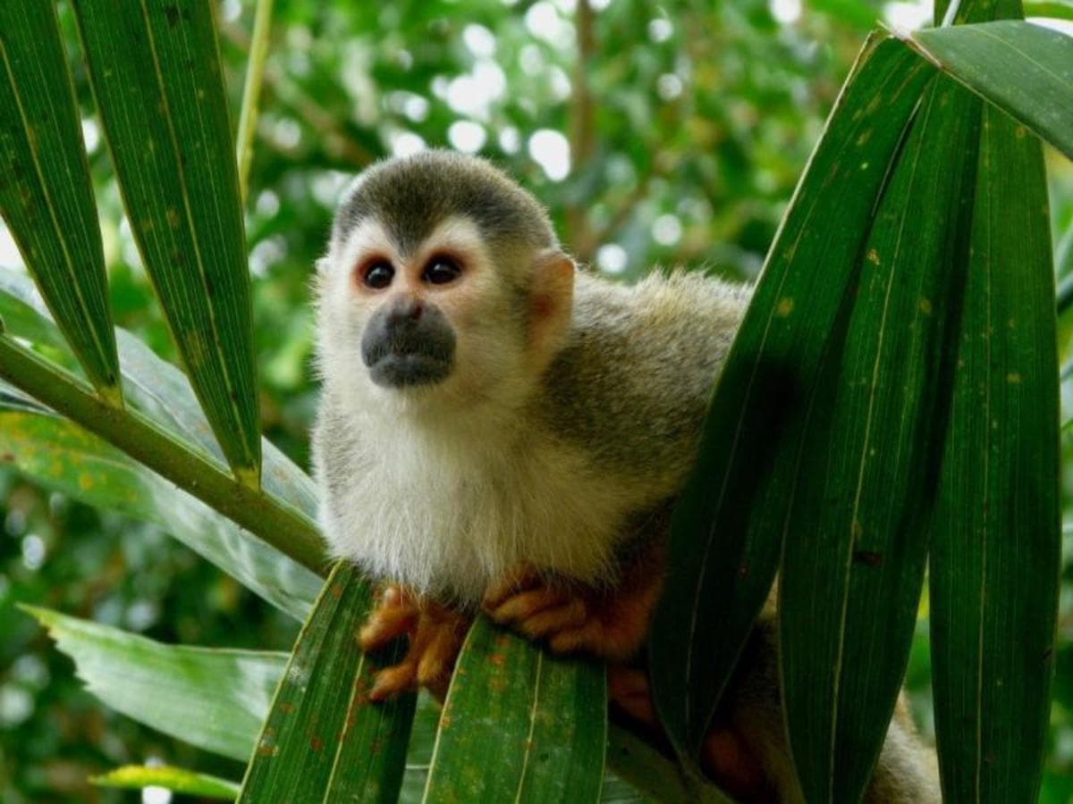 Amazing Costa Rica