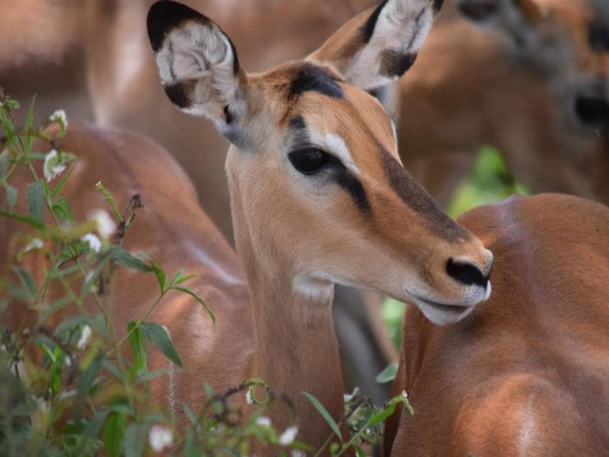 Del Kilimanjaro a Mombasa