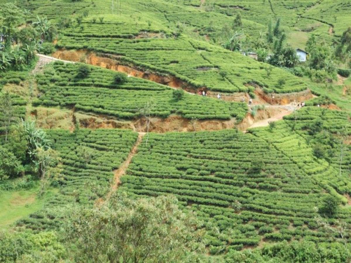 All in One Sri Lanka