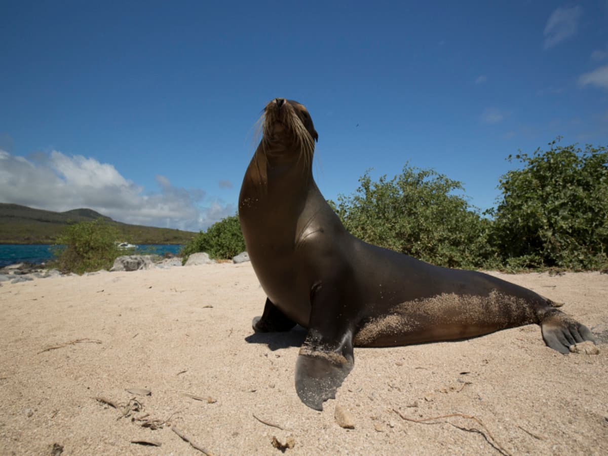 4 jours sur la faune et les merveilles des Galapagos, guide francophone