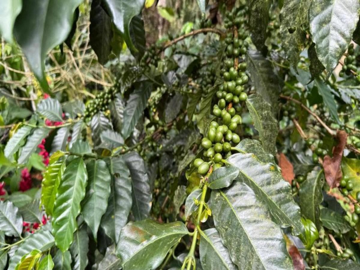 Experiencia de 4 días en la región cafetera de Pereira, tour privado