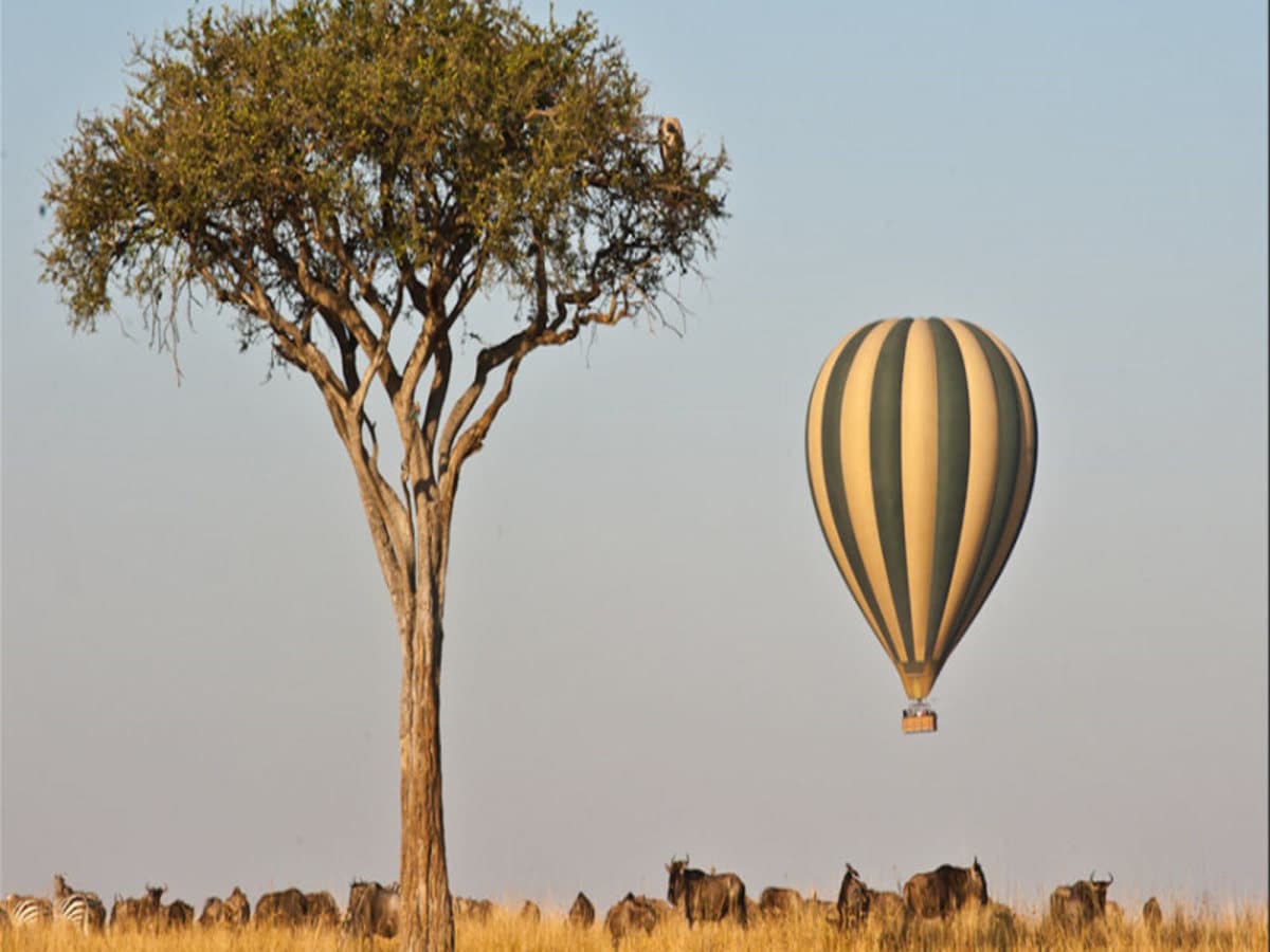 Highlights of Kenya Safari