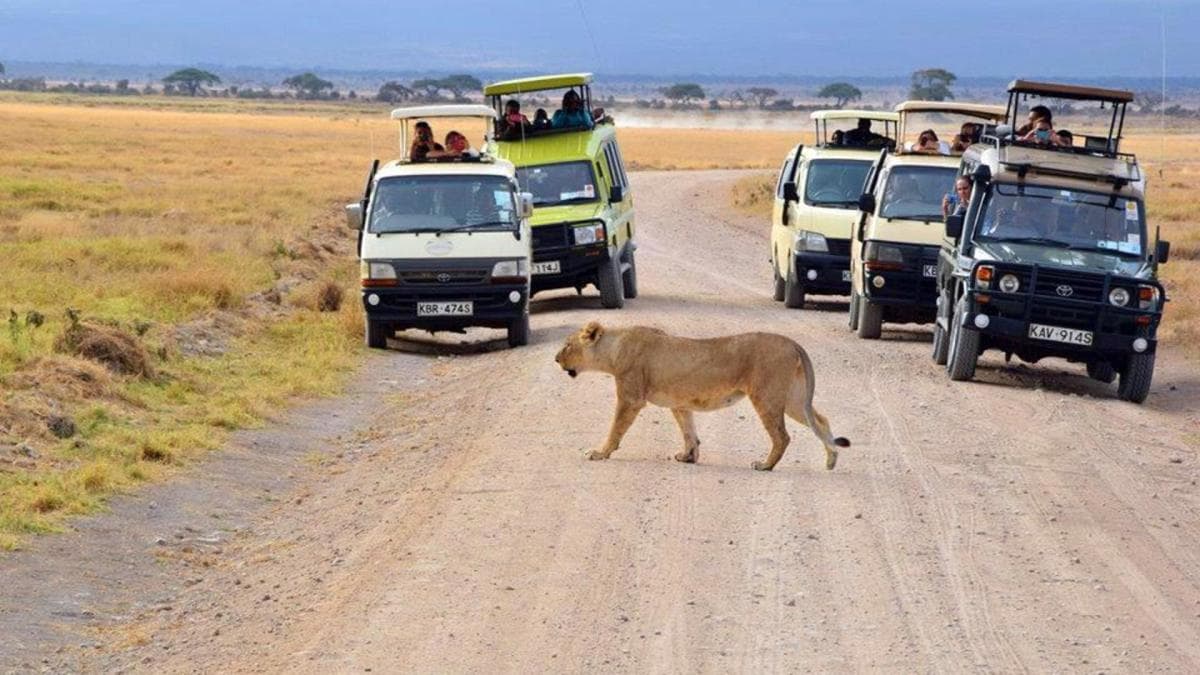 Highlights of Kenya Safari