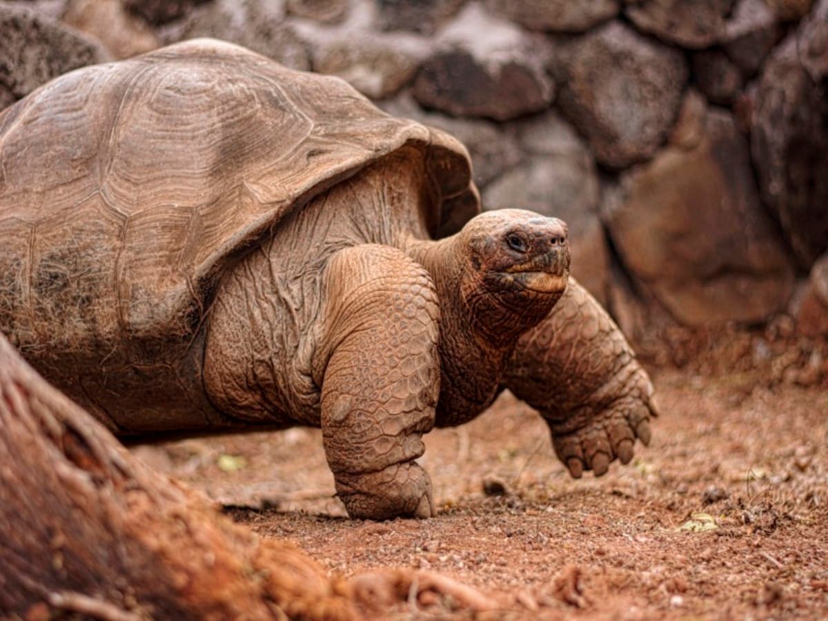 4-Day Wildlife & Wonders of Galapagos