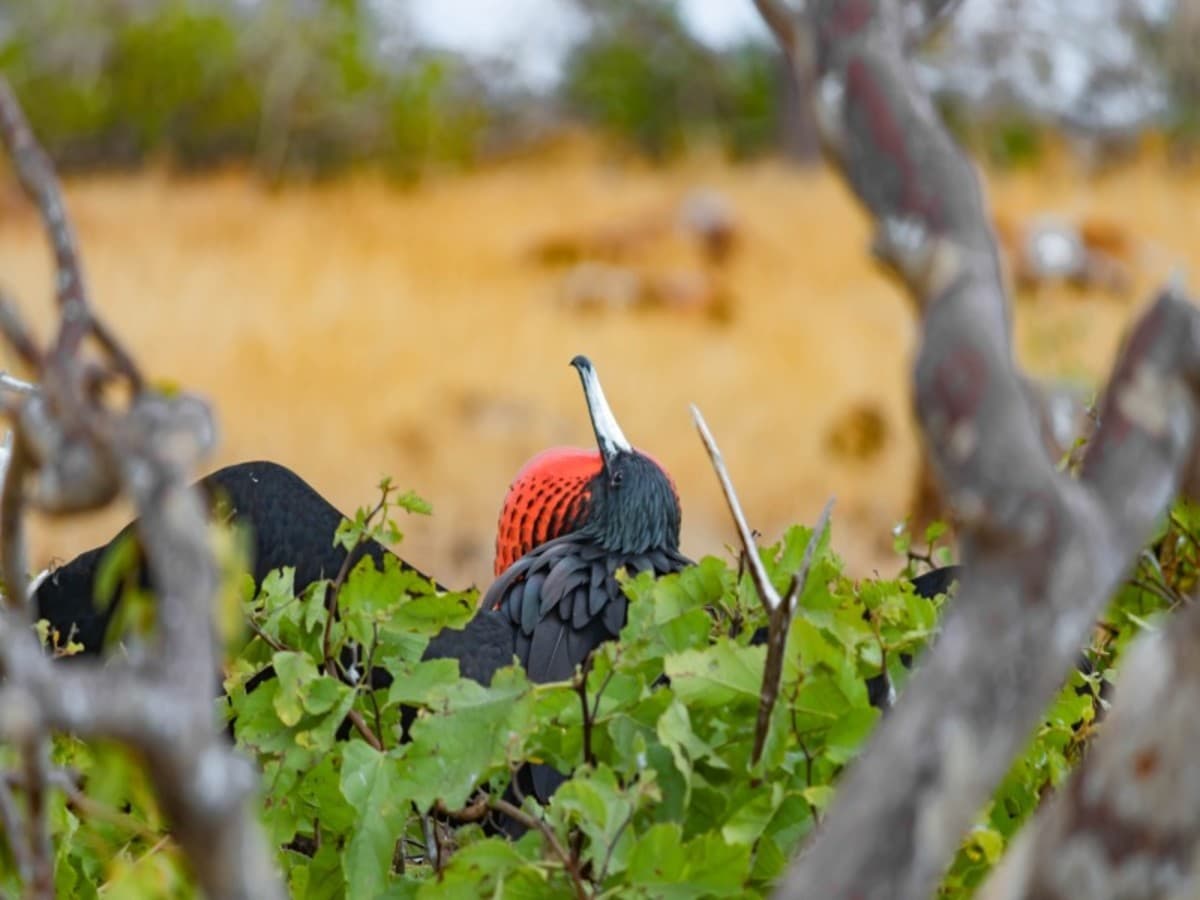 4-Day Wildlife & Wonders of Galapagos