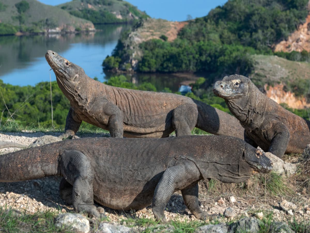 Komodo Discovery