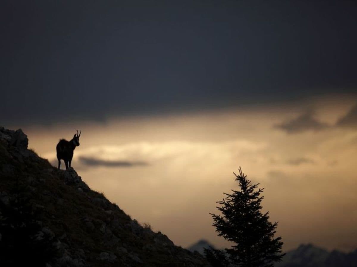 Découvrez l'art de la photo animalière dans le Jura