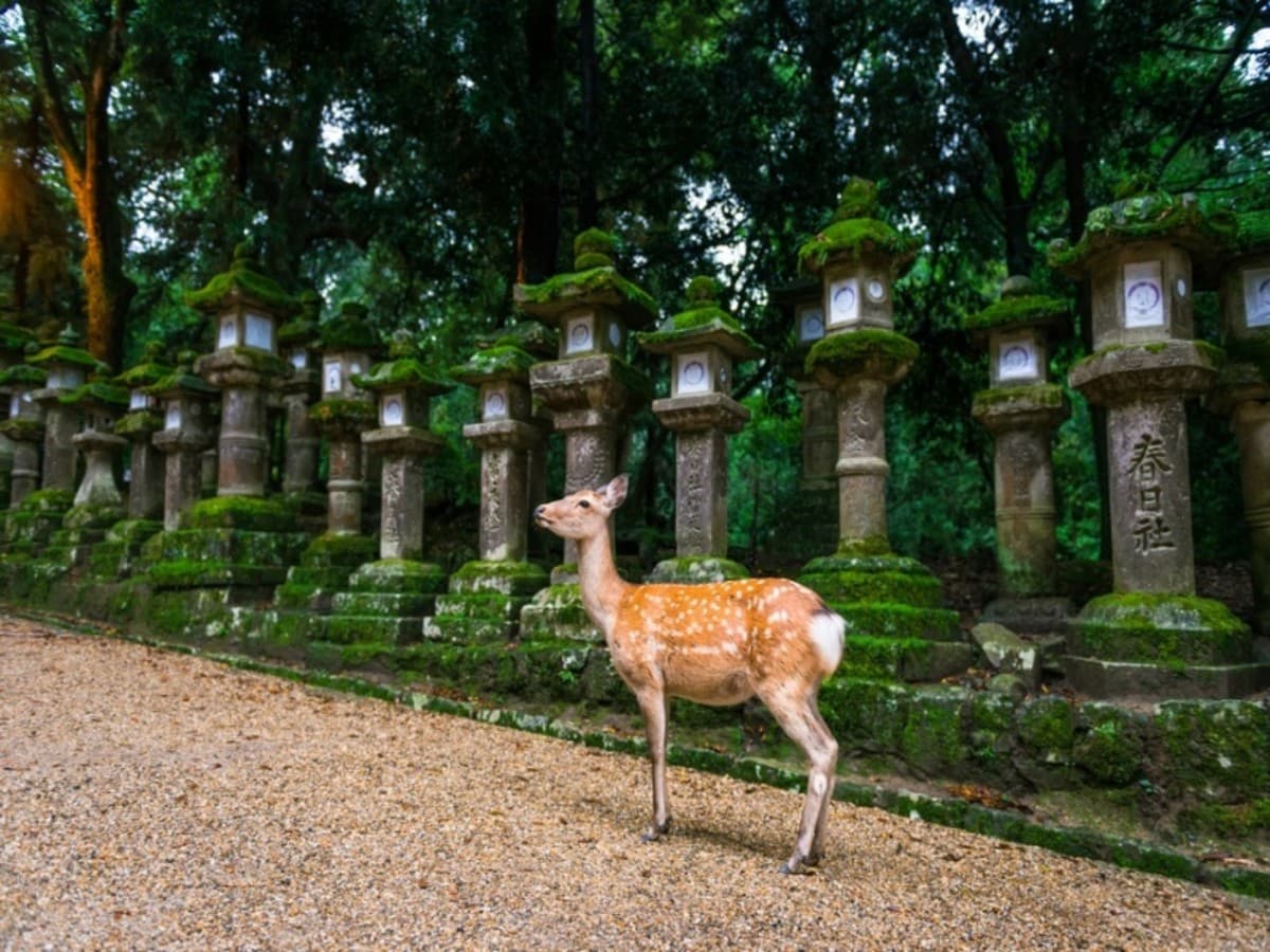 Combiné : Tokyo – Kyoto en 3 étoiles